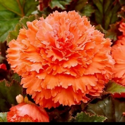 Begonia Fimbriata Salmon