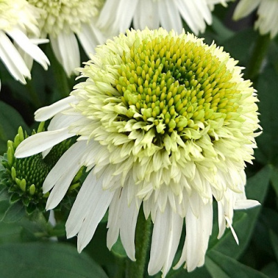 Echinacea Delicious Nougat_2