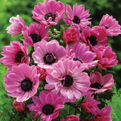 Anemone Admiral