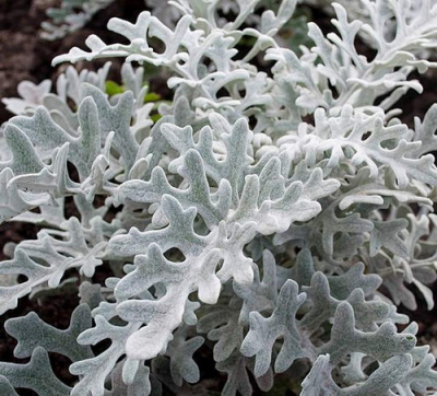 Cineraria Silver Dust
