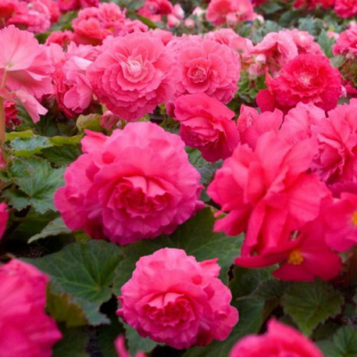 Begonia tub NonStop Rose