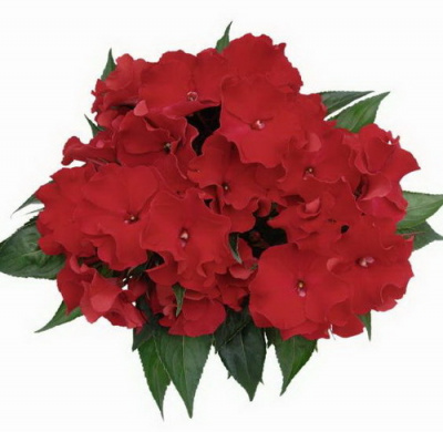 Impatiens Rokoko Nanette