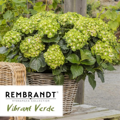 Гортензия Rembrandt Vibrant Verde