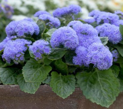 Ageratum Cloud Nine Blue