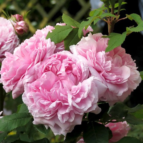Rosa Jacgues Cartier_2