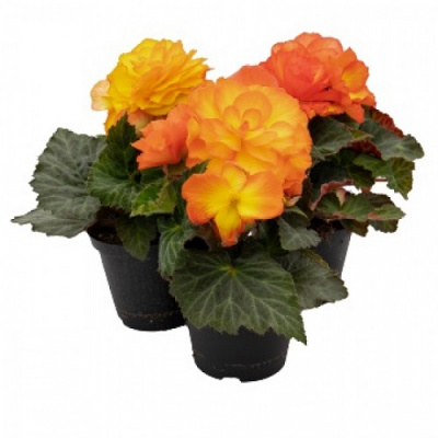 Begonia tuberhybrida NonStop Flame