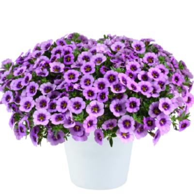 Calibrachoa Colibri Spark Purple