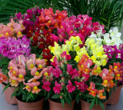 Antirrhinum Snappy Mix