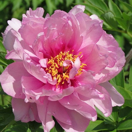 Paeonia First Arrival_2