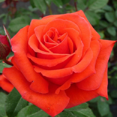 Rosa Kanegem