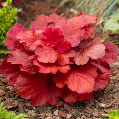 Heuchera Fire Alarm