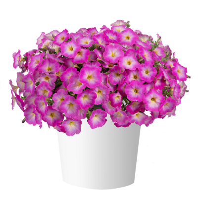 Петуния Cascadias Fantasy Hot Pink Imp.