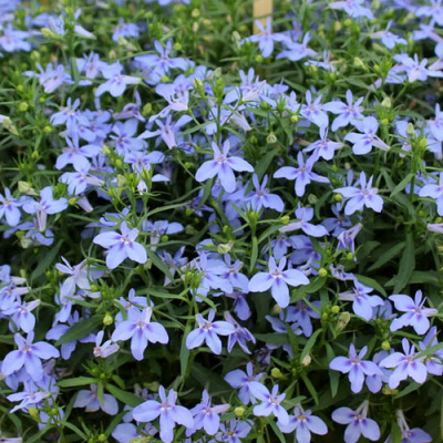 Лобелия Hot Water Blue