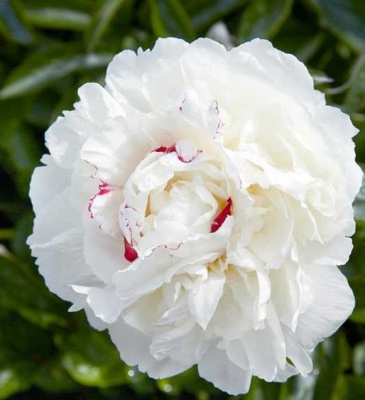 Paeonia lactiflora Boule de Neige