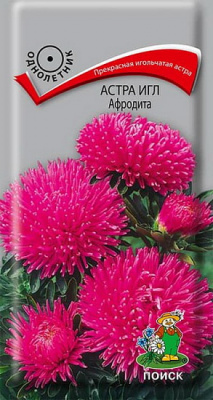 Астра игл Афродита