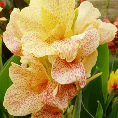 Canna Confetti