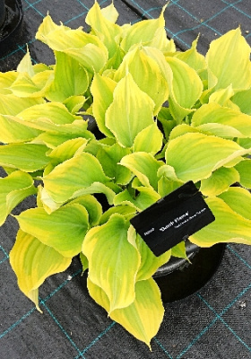 Hosta Datch Flame