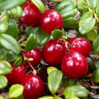Vaccinium Macro Hoves