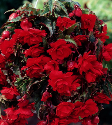 Begonia Cascade pendula scarlet