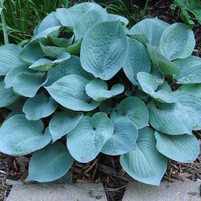 Hosta Moody Blues