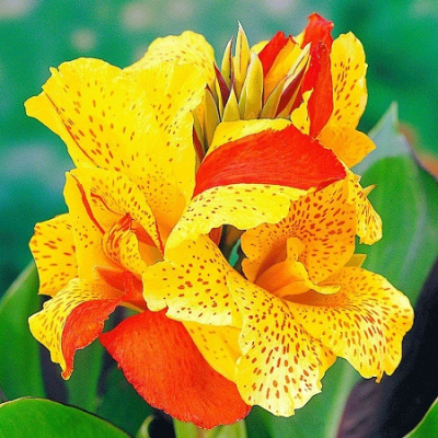 Canna Cleopatra