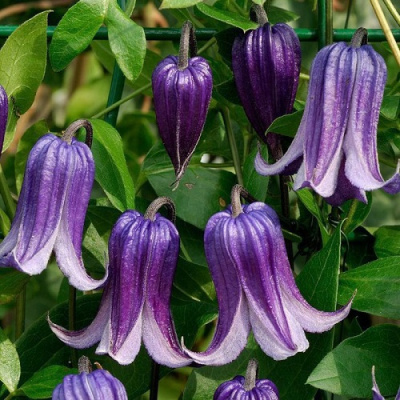 Clematis Fascination