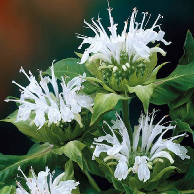 Monarda Bee-Bright