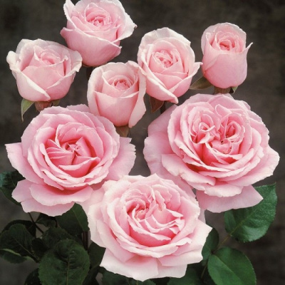 Роза Фредерик Мистраль
