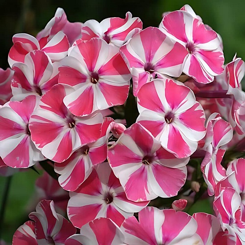 Phlox Peppermint Twist0
