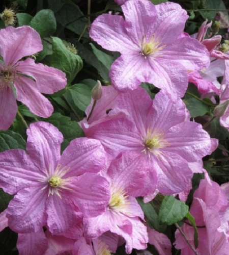 Clematis Comtesse De Bouchaud_2