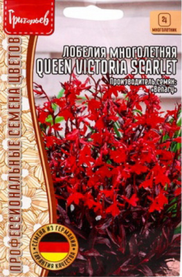Лобелия Queen Victoria Scarlet