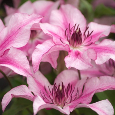 Clematis Isabella