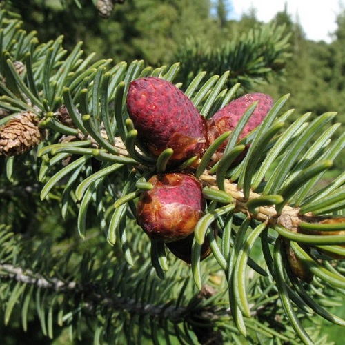 Picea thianschanica