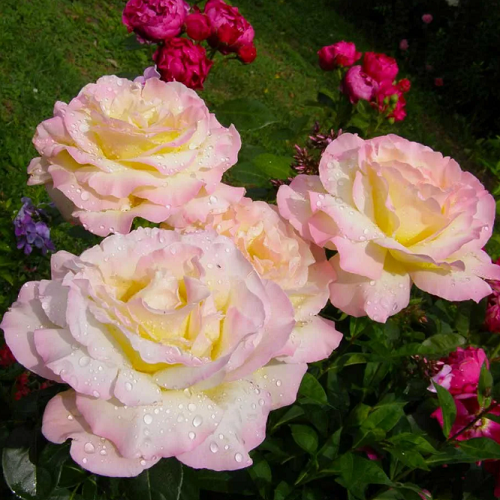 Rosa Gloria Dei_3