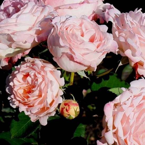 Rosa Clair Renaissance