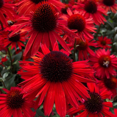 Echinacea Fountain Red_0