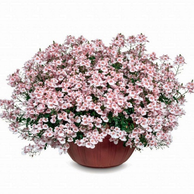 Diascia Darla Appleblossom