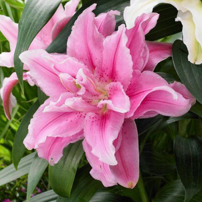 Lilium Curiosity_1
