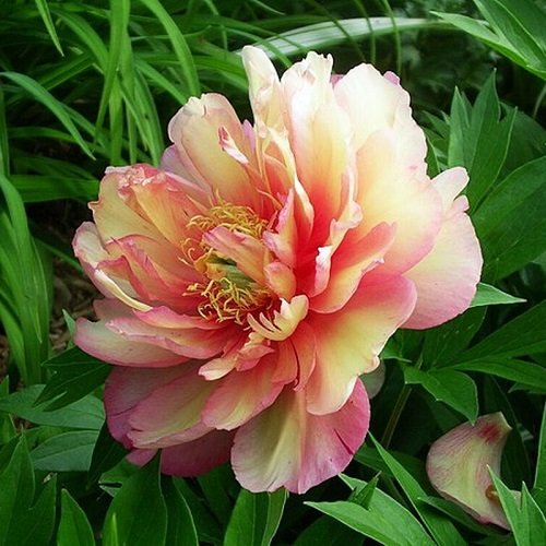 Paeonia Julia Rose_4