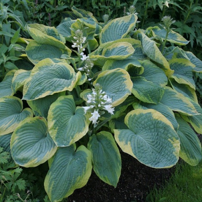 Hosta hybrid Frances Williams