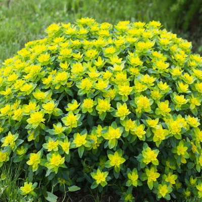 Молочай многоцветковый (Euphorbia polychroma)