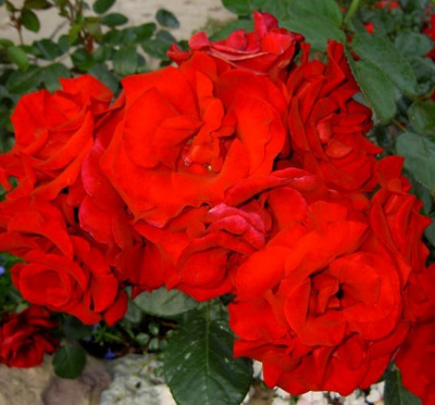 Rosa Calonetta