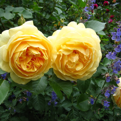 Rose Graham Thomas_5