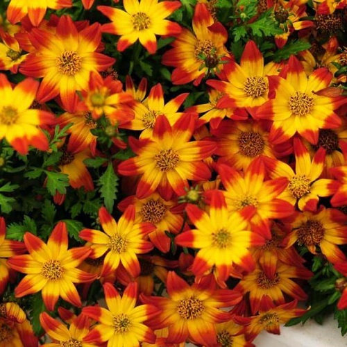 Bidens Beedance Red_1