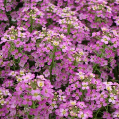 Alyssum Sweetie Rose