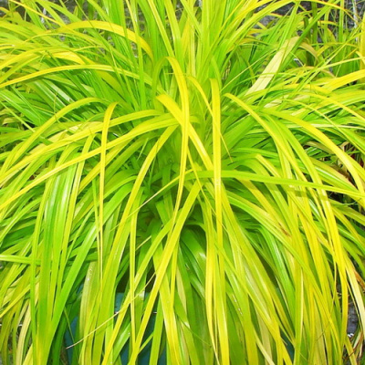 carex_everillo