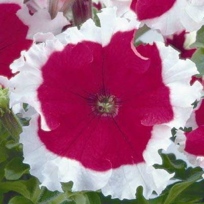 Petunia Festival Frost Cherry Rose