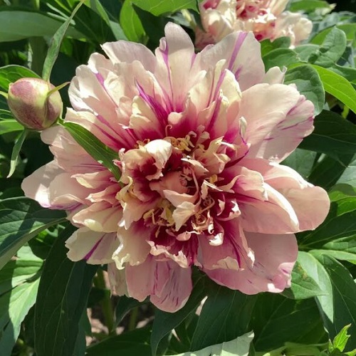 Paeonia Oochigeas_3