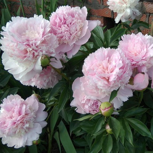 Paeonia Angel Cheeks_2