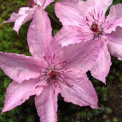 Hagley Hybrid